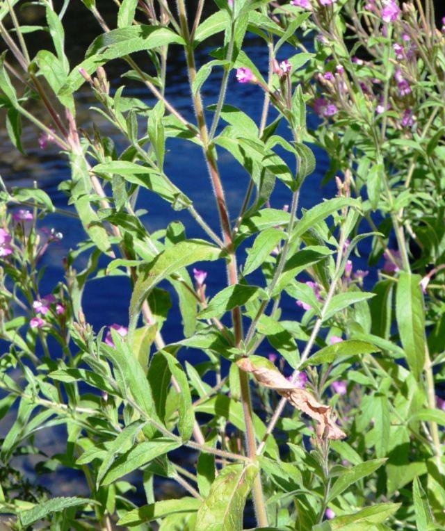 Epilobium hirsutum  (Onagraceae)